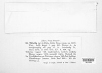 Tilletia laevis image